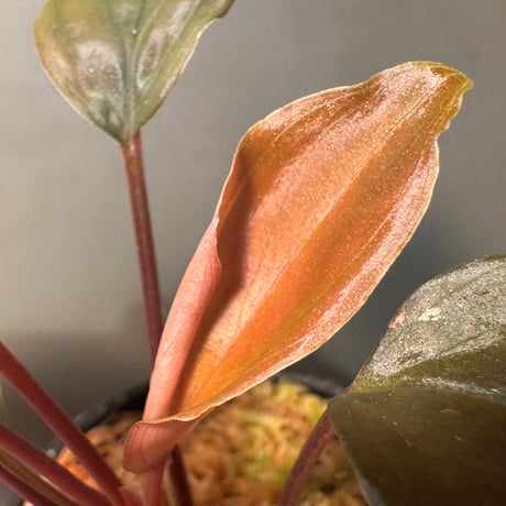 Homalomena sp. "Glossy Purple" from Malaysia
