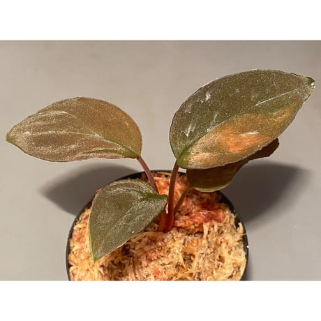 Homalomena sp. from Solok sumatera [LA0616-03] ①