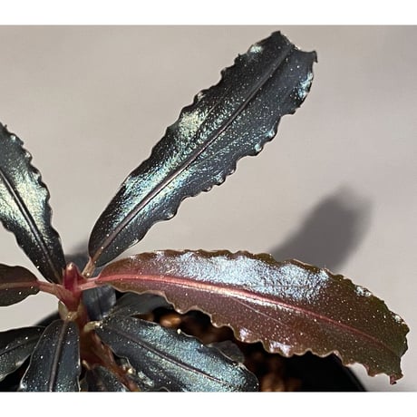 Bucephalandra sp. "Godzilla"