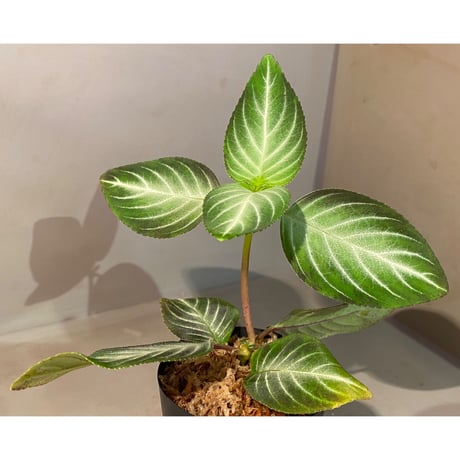 Gesneriaceae gen. from Kalimantan Barat