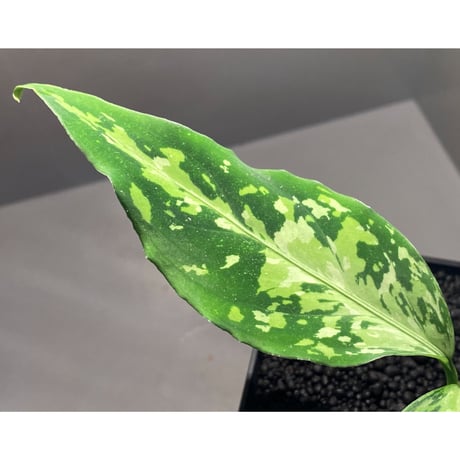 Aglaonema pictum 現地便 [KZT]