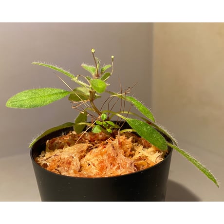 Codonoboea sp. from Sumatera barat [LA0317-01]