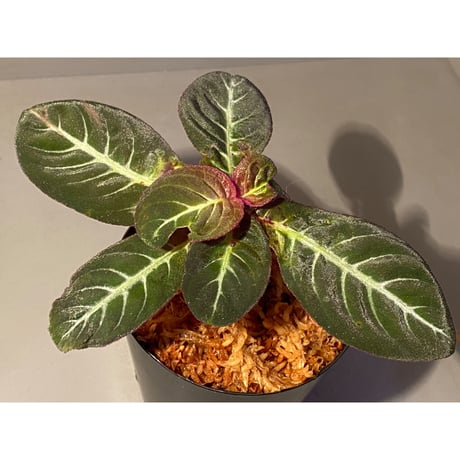 (大株) Codonoboea cf. pumilla from Riau sumatera