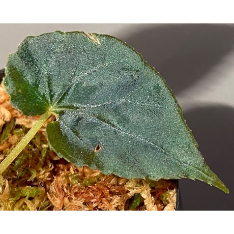 Begonia pavonina from Malaysia