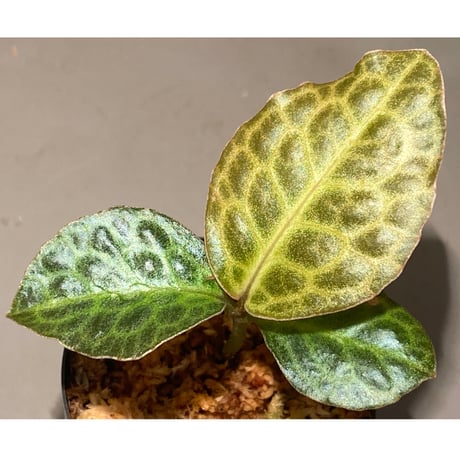 Ardisia sp. "Turtle Back"