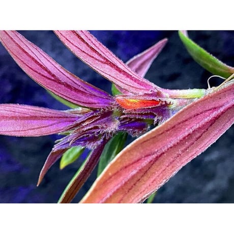 Columnea cf. crassifolia from Colombia [LA0316-03-f1]