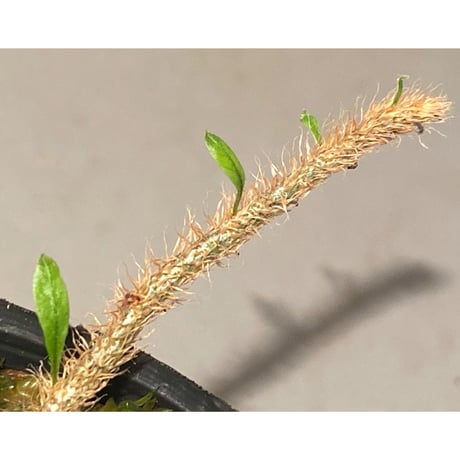 Microgramma lycopodioides from Guatemara 伊藤蟻植物農園