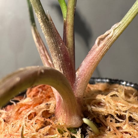 Cryptocoryne joshanii from Basilan island philippines [LA]