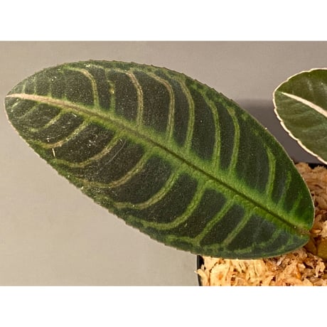 Labisia sp. "Sumatera Pink"