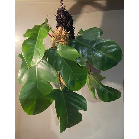 Philodendron squamiferum ①