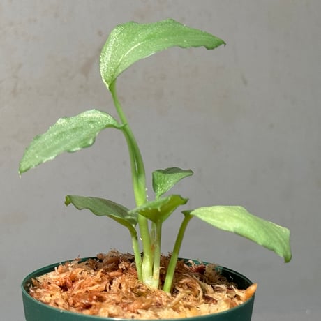 Homalomena sp. "Silver Bullet GG" from P.Linga [AZ0917-1] ②