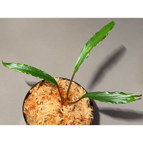 Homalomena vittifolia from Sulawesi [LA0811-00] ②