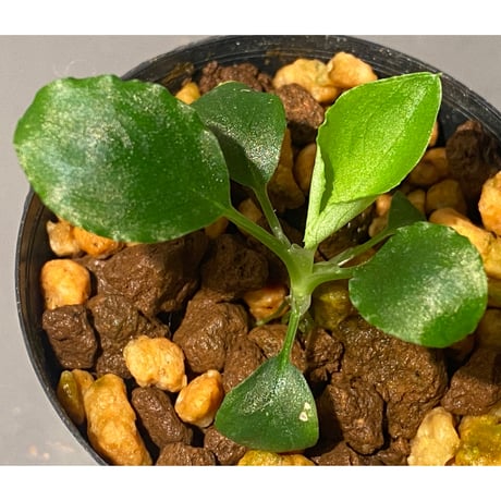 Borneoa gampsospadix スキスマグロッティスMIDOLLICA スキ