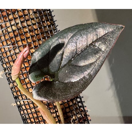 (大株) Syngonium cf. erythrophyllum from Colombia [LA0316-02]