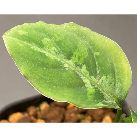 Aglaonema pictum GW Type1 from Padang sidempuan [TB1410]