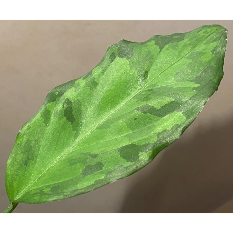 Aglaonema pictum from Aceh sumatera [LA0121-01z