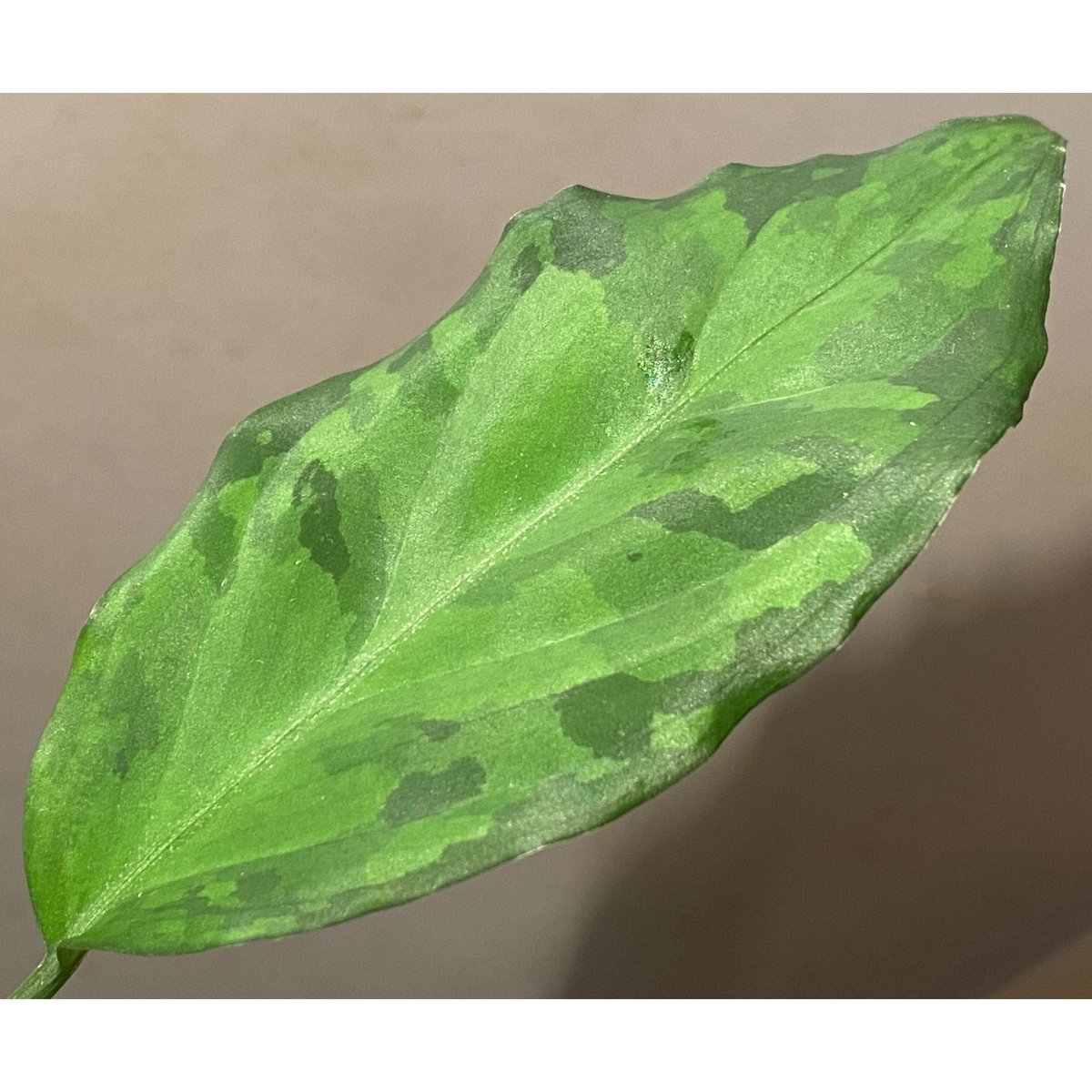 Aglaonema pictum Aceh sumatera ［LA0121-01z-b］アグラオネマ