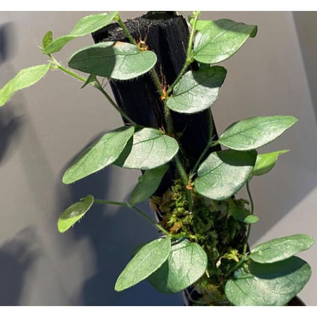 Ficus sp. from Murung raya [LA0515-05]