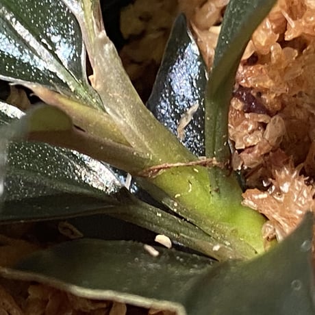 Bucepharandra sp. Shining-Black from Kota baru timur-2 [AZ0311-12]