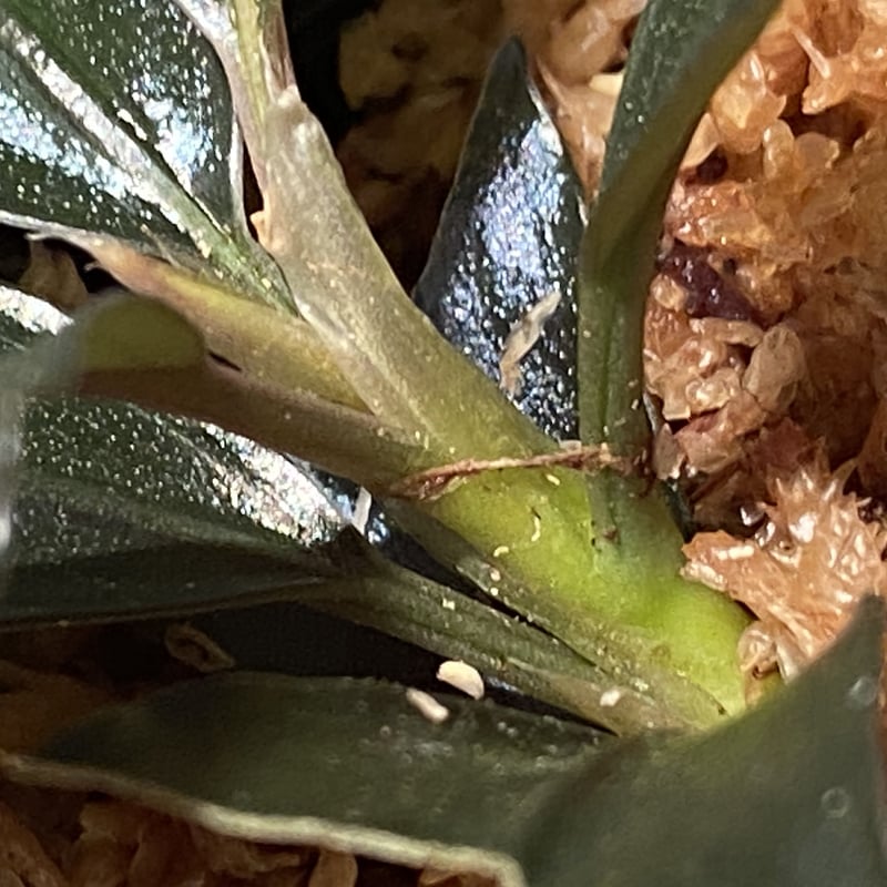 Bucepharandra sp. Shining-Black from Kota baru Bucepharandra sp. Shining-Black from Kota baru
