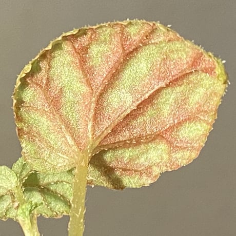 Begonia tenuifolia from Sukasada Bali [S0320-02] 伊藤蟻植物農園