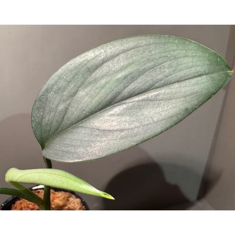 Scindapsus hederaceus 'Silver'