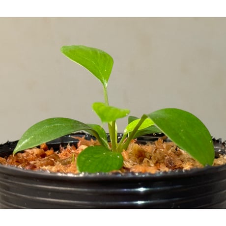 Homalomena sp. "Aceh selatan" Aceh Sumatra [TB]