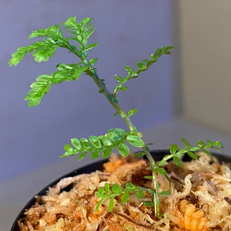 Selaginella picta