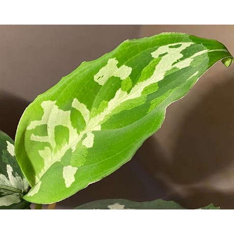 Aglaonema pictum "草わるん18" from Tigalingga [ AZ0818-6h]