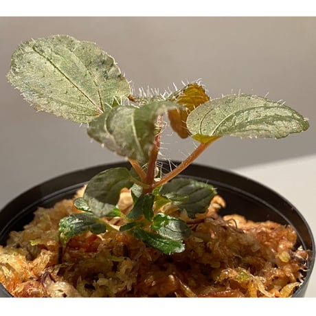 Phyllagathis sp. from Cao Bang Viet Nam [R1217-02]