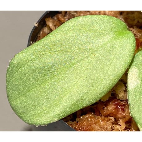 Homalomena sp. from Sumatera Utara [LA0722-02]