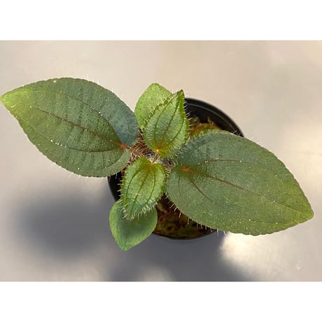 Phylagathis sp. from Cao Bang. Vietnum