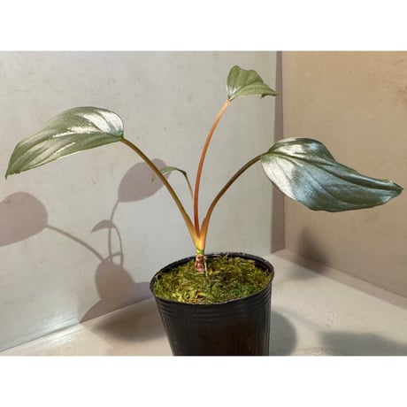 Homalomena sp. "Light Blue Silver" from Kepulauan Riau