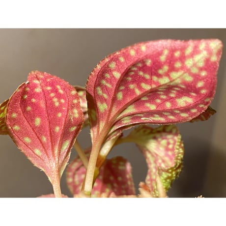 Sonerila sp. from Vietnam