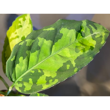 Aglaonema pictum GW1410 from Padang sidempuan [TB]