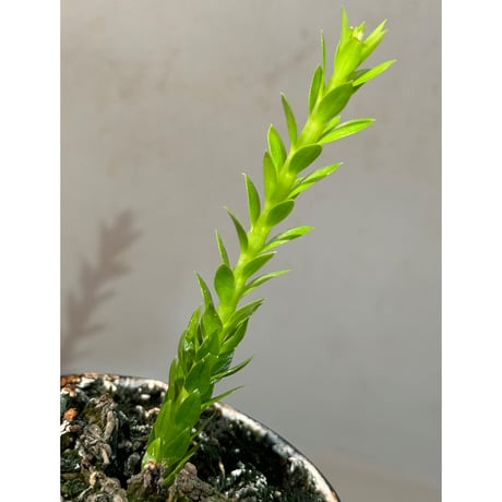 Phlegmariurus phlegmarioides Aimas, Sorong, West Papua 伊藤蟻植物農園