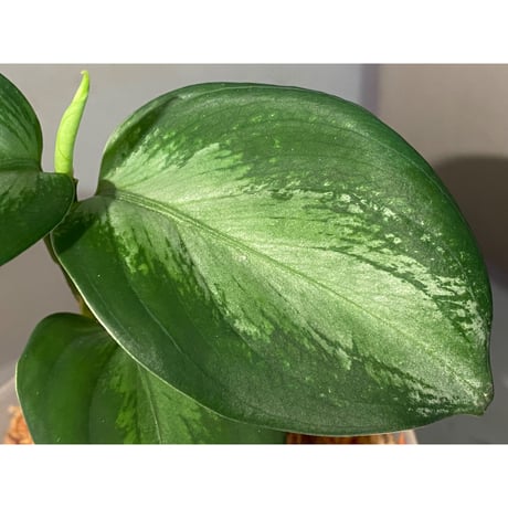 Aglaonema pictum "Chaos-D" from Tigalingga [HW0219-01d]