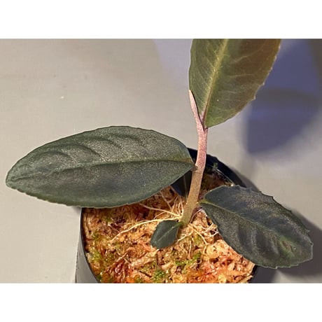 Ardisia sp. from Riau sumatera