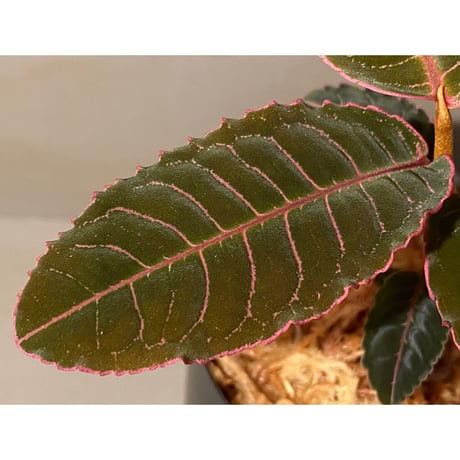 Labisia sp. from Riau sumatera