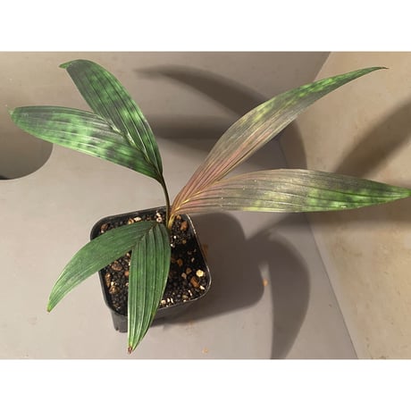 Pinanga watanaiana from Thailand