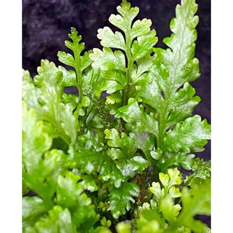 Bolbitis sp. from Kidapawan Mindanao