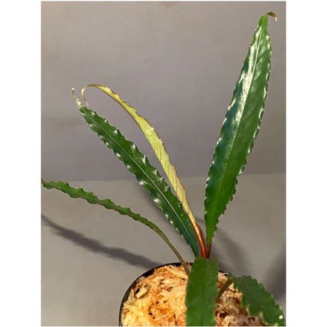 Schismatoglottis sp. "Dragon Tail" from Pangkalan Bun