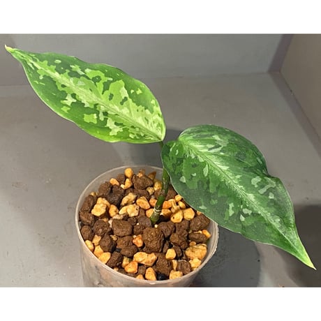 Aglaonema pictum from Aceh sumatera [T-120119] X産地