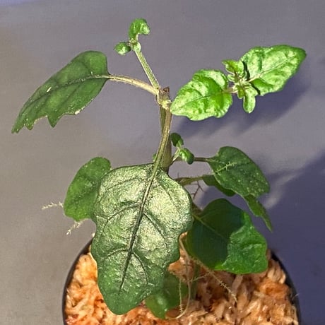 Scrophulariaceae sp. from Valencia, Negros Oriental