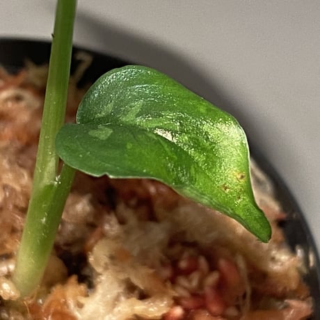 Schismatoglottis sp. from Kapuas hulu Kalimantan barat