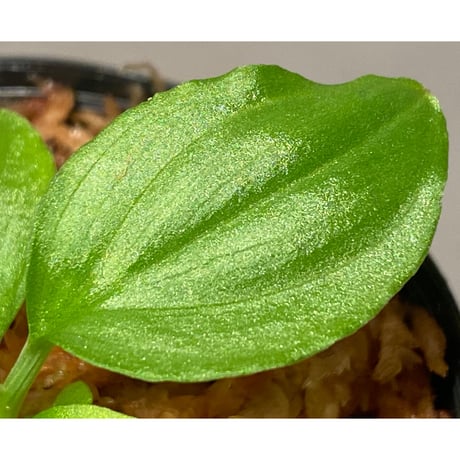 Homalomena sp. "Kayu Lapis" White Kal-barat [TB]