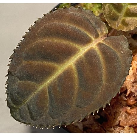 Ardisia sp. from Thailand