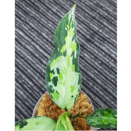 Aglaonema pictum from Aceh sumatera [LA0121-01z-b] ②