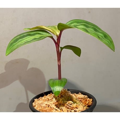 Geogenanthus undatus from Tarapoto Peru [tanakay]