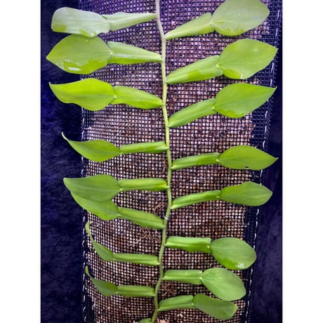 Epipremnum sp. from Khlong Yai Trat Thailand